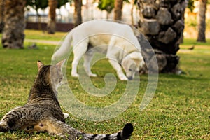 Funny animal scene in park outdoor square space for walking with domestic pets, cat laying on a green grass meadow back to camera