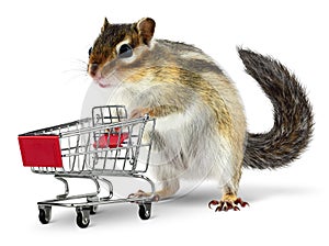 Funny animal with shopping cart on white