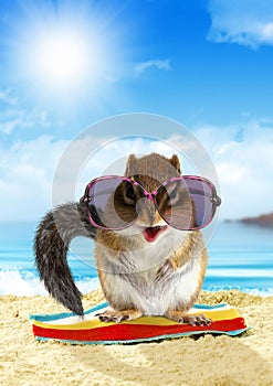 Funny animal on summer holiday, squirrel on the beach