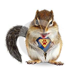 Funny animal super hero, squirrel unbuckle his fur photo