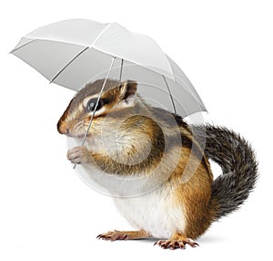 Funny animal with umbrella on white