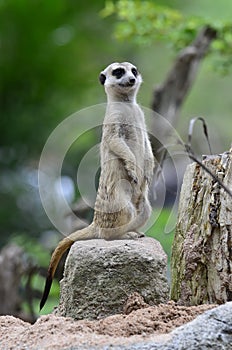 Funny animal in zoo, meerkat in high satnding alerting to others animal