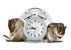 Funny animals chipmunks wakeup with ringing clock photo