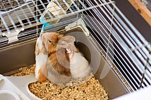 Funny animals drinking water from plastic bottle on the pet shop.