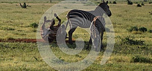 Funny animals, happy free zebras on savanna