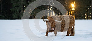 Funny Animals - Scottish highland cow with tongue out in winter with snow, cow in snowy field in the beautiful black forest with