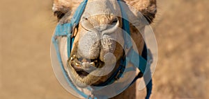 Funny Animals Silly Camel