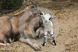 Funny animals: tibetan goat lick his son