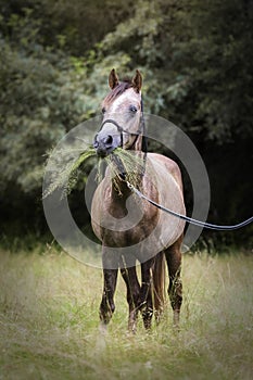 Funny Arabian horse with a lot of grass in its mouth