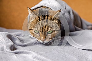 Funny arrogant domestic tabby cat lying on couch under plaid indoors. Kitten resting at home keeping warm hiding under