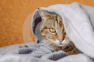 Funny arrogant domestic tabby cat lying on couch under plaid indoors. Kitten resting at home keeping warm hiding under