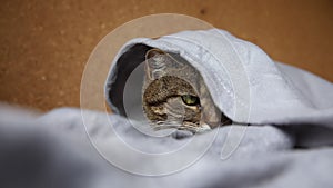 Funny arrogant domestic tabby cat lying on couch under plaid indoors. Kitten resting at home keeping warm hiding under