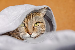 Funny arrogant domestic tabby cat lying on couch under plaid indoors. Kitten resting at home keeping warm hiding under