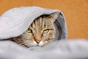 Funny arrogant domestic tabby cat lying on couch under plaid indoors. Kitten resting at home keeping warm hiding under