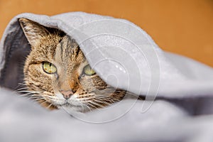 Funny arrogant domestic tabby cat lying on couch under plaid indoors. Kitten resting at home keeping warm hiding under