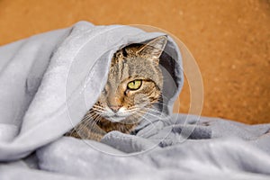 Funny arrogant domestic tabby cat lying on couch under plaid indoors. Kitten resting at home keeping warm hiding under