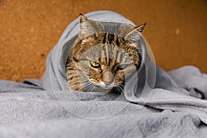 Funny arrogant domestic tabby cat lying on couch under plaid indoors. Kitten resting at home keeping warm hiding under