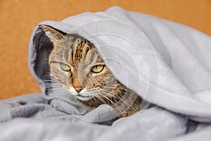 Funny arrogant domestic tabby cat lying on couch under plaid indoors. Kitten resting at home keeping warm hiding under