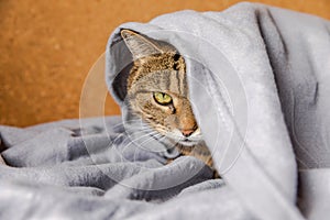 Funny arrogant domestic tabby cat lying on couch under plaid indoors. Kitten resting at home keeping warm hiding under