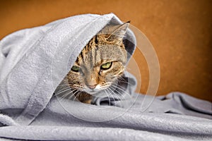 Funny arrogant domestic tabby cat lying on couch under plaid indoors. Kitten resting at home keeping warm hiding under