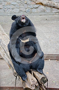 Funny Asian black bear