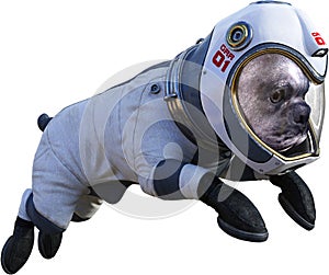 Funny Astronaut Dog, Space, Isolated, Spacesuit