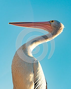 Funny Australian Pelican portrait