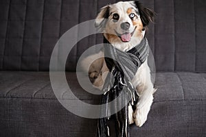 Funny Australian shepherd blue merle dog wearing striped scarf