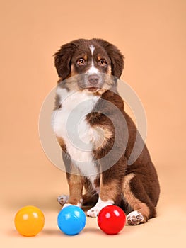 Funny Australian Shepherd puppy