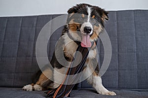 Funny Australian shepherd puppy dog wearing striped scarf