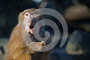 Funny baboon monkey photo
