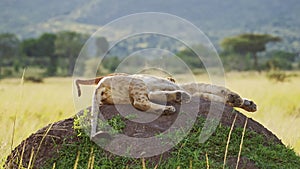 Funny Baby Animals, Cute Lion Cub Playing with Lioness in Africa in Maasai Mara, Kenya, Jumping and