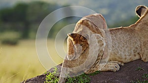 Funny Baby Animals, Cute Lion Cub Playing with Lioness Mother in Africa in Maasai Mara, Kenya, Pounc