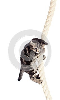 Funny baby cat hanging on rope photo