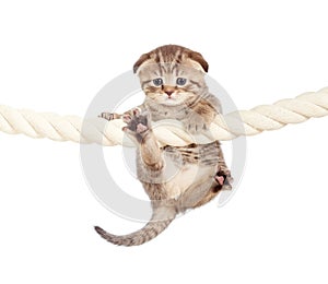 Funny baby cat hanging on rope