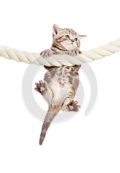 Funny baby cat hanging on rope