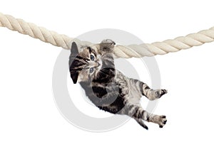 Funny baby cat hanging on rope