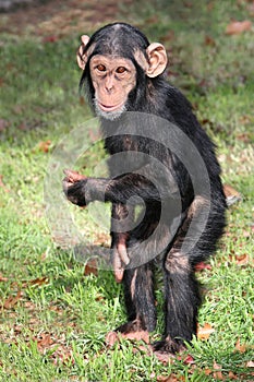 Funny Baby Chimp