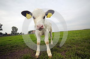 Funny baby cow