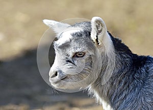 Funny Baby Goat portrait
