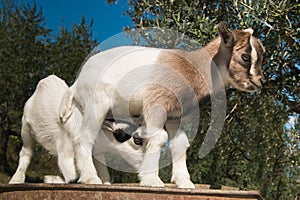 Funny baby goats