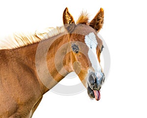 Funny Baby Horse Sticking Tongue Out