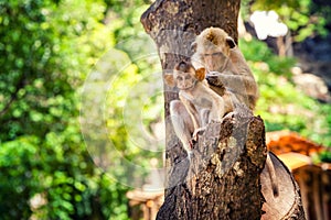 Funny baby monkey in famous popular landmark Bali, Ubud monkey forest