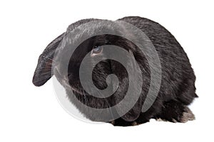 Funny baby rabbit lop on an isolated background