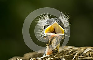 Funny Baby Robin