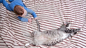 Funny baby toddler boy grabs the cat tail. Child bully torturing pet playing with him on the home bed
