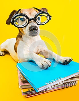 Funny back to school cute dog in glasses on yellow background