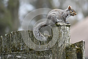 Backyard Squirrel Sitting on a Privacy Fence