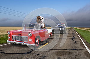 Funny Bad Dog, Police Chase Car
