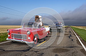 Funny Bad Dog, Police Chase Car photo